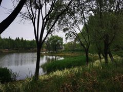 -贡湖湾湿地公园