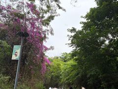 -攀枝花公园