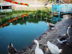 -北京鹿世界主题园