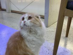 -喵园·猫主题咖啡厅·撸猫·猫咖(国贸店)