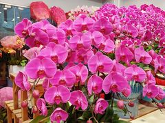 -双季花艺园艺市场(浦东店)