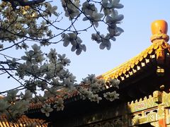 -故宫餐厅(景运门店)