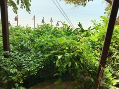-卷心菜和避孕套餐厅(Pattaya)
