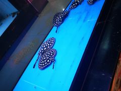 -中环花鸟鱼虫市场