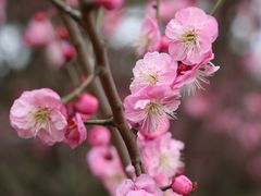-顾村公园