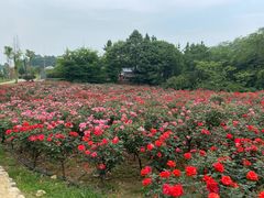 -都江堰玫瑰花溪谷