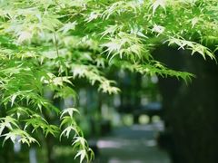 -云栖竹径
