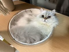 -御宝贝·A梦猫科宠物医院(国际猫友好医院)