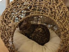 -猫腻·猫咖·撸猫馆(星光大道店)