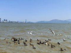 -深圳湾公园(南山区)