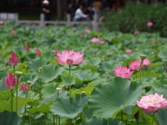 -莲花池公园
