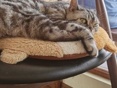 -有猫主题·治愈系猫咖(曾厝垵店)