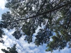 景点-美人松苑