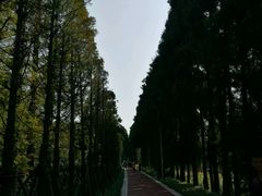 -上海长兴岛郊野公园