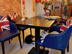 -名猫咖啡馆·撸猫·拼豆