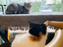 -平行世界·猫咖(首经贸店)
