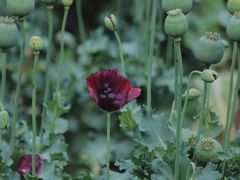 -国家植物园南园