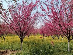 -古柏渡丰乐樱花园