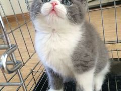 -喵zoo家庭繁育猫舍(尖东智能花园店)