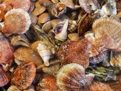 -大锅强·蒸海鲜青岛菜(吾悦广场店)