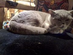 -more than meow吴止猫主题餐厅(承德 中船汇店)