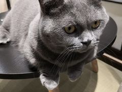 -逗柴咖啡屋·狗咖猫咖宠物桌游