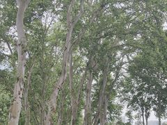 -武汉大学-樱园