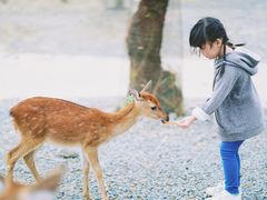 -鹿境梅花鹿生态园区