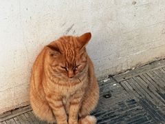 -西园寺素食(西园弄戒幢律寺店)