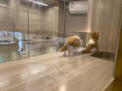 -飞行喵MR PILOT|猫舍·猫咖(静安大融城店)