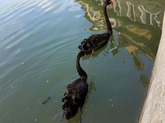 -茵特拉根酒店·西餐厅