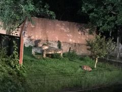 -清迈夜间动物园