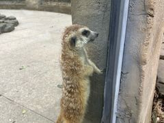 -合肥野生动物园