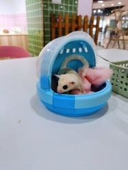 -Moni星球萌宠·小马宝莉·灵蛇·高端高阶全萌宠互动体验俱乐部(红豆国际广场店)