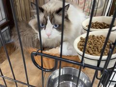 -四月宠物医院·猫专科·心脏专科·内科(转塘店)
