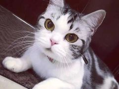 -Bastet sally猫舍购宠(静安店)