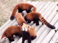 -大连森林动物园