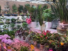 -长春青怡坊鲜花批发(青怡坊花鸟市场店)