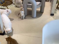 -藏猫猫咖啡主题馆(中央大道店)