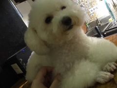 -more than meow吴止猫主题餐厅(承德 中船汇店)