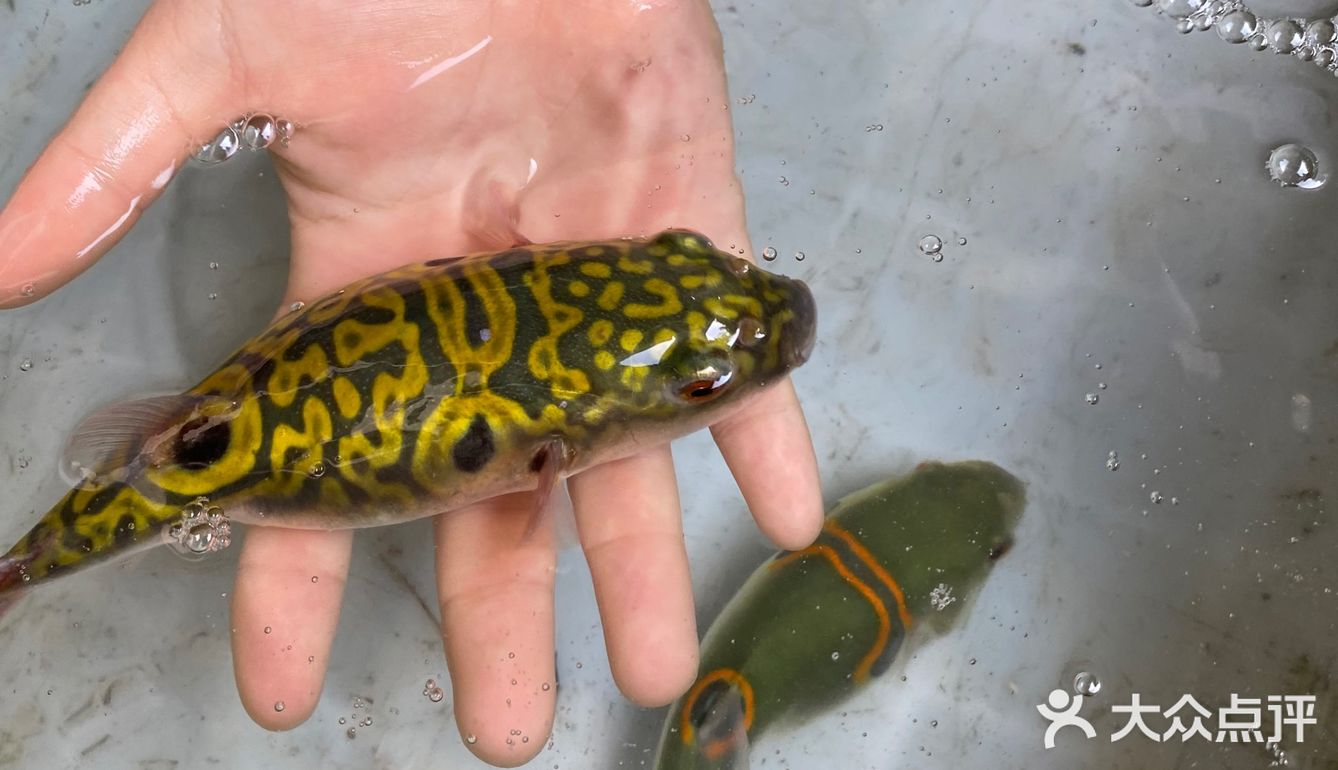 海鸥岛游啊游