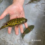 海鸥岛游啊游