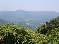 -大姆山草场