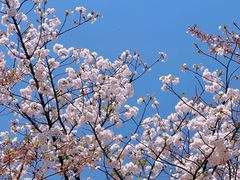 -高东镇樱花园