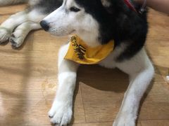 -Husky Go! 哈士奇体验馆·宠物咖啡厅狗咖