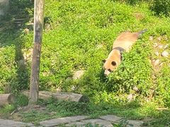 -中国大熊猫保护研究中心雅安碧峰峡基地