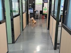 -半岛宠物医院24小时(科华中路店)