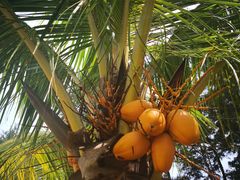 -东姑阿都拉曼海洋公园