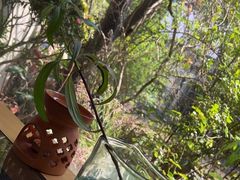 -春树下·树屋花房西餐厅(罍街AS1980店)