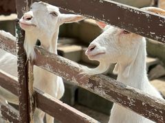 -神户市立六甲山牧场
